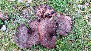 Habichtspilz_Sarcodon-imbricatus_20260919_103414.jpg