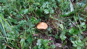 Haeutigberingter-Koernchenschirmling_Cystoderma-fallax_20260917_094255.jpg