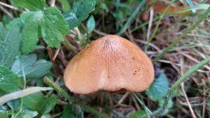 Haeutigberingter-Koernchenschirmling_Cystoderma-fallax_20260917_094306.jpg