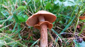 Haeutigberingter-Koernchenschirmling_Cystoderma-fallax_20260917_094402.jpg