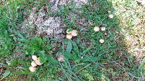 Halbkugeliger-Ackerling_Agrocybe-pediades_20260421_130134.jpg