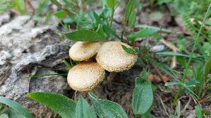 Halbkugeliger-Ackerling_Agrocybe-pediades_20260421_130145.jpg