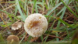 Halbkugeliger-Ackerling_Agrocybe-pediades_20260612_143651.jpg