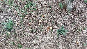 Halbkugeliger-Ackerling_Agrocybe-pediades_20260901_154505.jpg