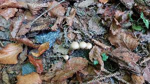 Halbkugeliger-Ackerling_Agrocybe-pediades_20260924_155831.jpg