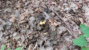 Halbkugeliger-Traeuschling_Protostropharia-semiglobata_20260706_111803.jpg