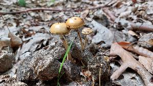 Halbkugeliger-Traeuschling_Protostropharia-semiglobata_20260706_111844.jpg