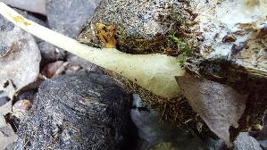 Halbkugeliger-Traeuschling_Protostropharia-semiglobata_20260706_111957.jpg