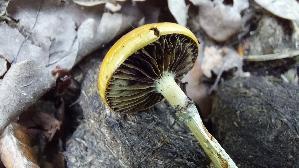 Halbkugeliger-Traeuschling_Protostropharia-semiglobata_20260706_112007.jpg