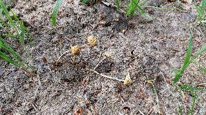 Halbkugeliger-Traeuschling_Protostropharia-semiglobata_20260706_123621.jpg