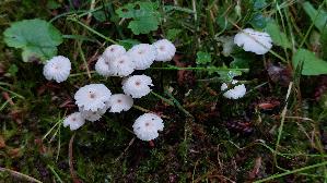 Halsband---Schwindling_Marasmius-rotula_20260612_142904.jpg