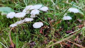 Halsband---Schwindling_Marasmius-rotula_20260612_142934.jpg