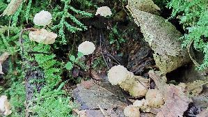 Halsband---Schwindling_Marasmius-rotula_20260616_111240.jpg