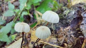 Halsband---Schwindling_Marasmius-rotula_20260901_121129.jpg