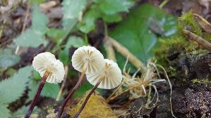 Halsband---Schwindling_Marasmius-rotula_20260901_121201.jpg