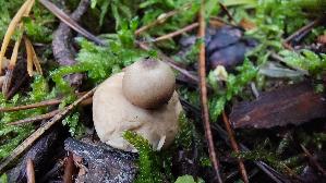 Halskrausen---Erdstern_Geastrum-triplex_20250926_135358.jpg