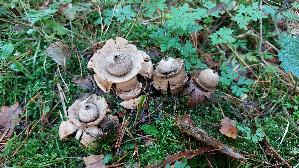 Halskrausen---Erdstern_Geastrum-triplex_20251001_144158.jpg