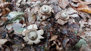 Halskrausen---Erdstern_Geastrum-triplex_20251013_115918.jpg