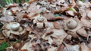 Halskrausen---Erdstern_Geastrum-triplex_20251013_115953.jpg