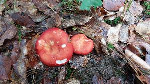 Harter-Zinnober---Taeubling_Russula-rosea_20250801_113612.jpg