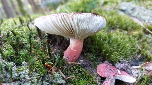 Harter-Zinnober---Taeubling_Russula-rosea_20250816_104120.jpg