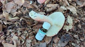Harter-Zinnober---Taeubling_Russula-rosea_20260721_144618.jpg