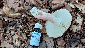 Harter-Zinnober---Taeubling_Russula-rosea_20260721_144744.jpg