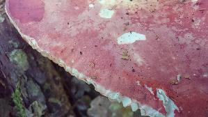 Harter-Zinnober---Taeubling_Russula-rosea_20260721_145508.jpg