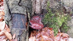 Harziger-Lackporling_Ganoderma-resinaceum_20251202_131559.jpg
