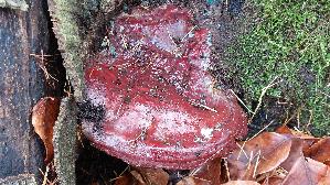 Harziger-Lackporling_Ganoderma-resinaceum_20251202_131614.jpg