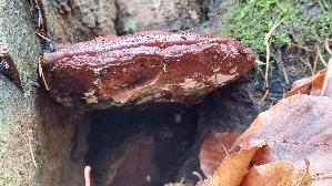 Harziger-Lackporling_Ganoderma-resinaceum_20251202_131624.jpg