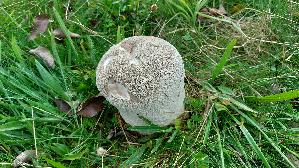Hasen---Staeubling_Lycoperdon-utriforme_20250928_142621.jpg