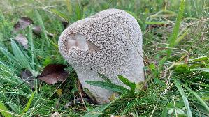 Hasen---Staeubling_Lycoperdon-utriforme_20250928_142634.jpg