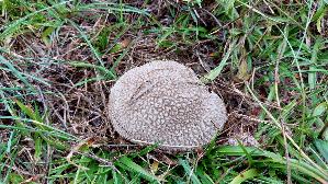 Hasen---Staeubling_Lycoperdon-utriforme_20261021_121527.jpg