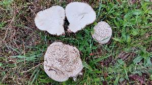 Hasen---Staeubling_Lycoperdon-utriforme_20261021_121648.jpg