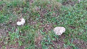 Hasen---Staeubling_Lycoperdon-utriforme_20261021_121823.jpg