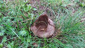 Hasen---Staeubling_Lycoperdon-utriforme_20261021_121851.jpg