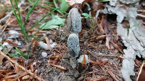 Hasenpfote_Coprinopsis-lagopus_20260521_152328.jpg