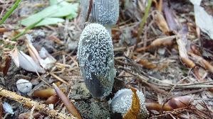 Hasenpfote_Coprinopsis-lagopus_20260521_152408.jpg