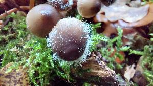 Helmlings---Schimmel_Spinellus-fusiger_20261010_154626.jpg