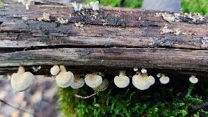 Herber-Zwergknaeu--eling_Panellus-stipticus_20261003_104529.jpg