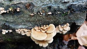 Herber-Zwergknaeu--eling_Panellus-stipticus_20261010_150938.jpg