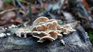 Herber-Zwergknaeu--eling_Panellus-stipticus_20261010_150959.jpg