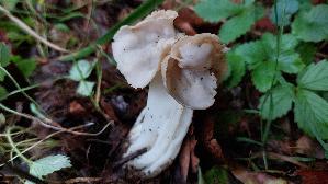 Herbstlorchel_Helvella-crispa_20250930_121020.jpg
