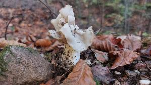 Herbstlorchel_Helvella-crispa_20251018_112948.jpg
