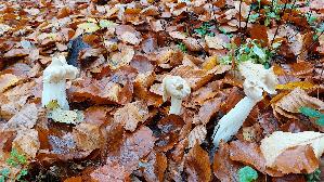 Herbstlorchel_Helvella-crispa_20251109_103152.jpg