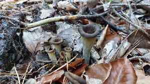 Herbsttrompete_Craterellus-cornucopioides_20251001_162807.jpg