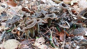 Herbsttrompete_Craterellus-cornucopioides_20251014_143045.jpg