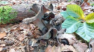 Herbsttrompete_Craterellus-cornucopioides_20251015_135429.jpg
