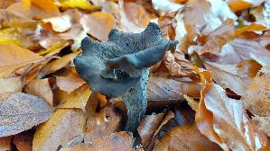 Herbsttrompete_Craterellus-cornucopioides_20251104_135118.jpg